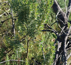 Cyclopia subternata subternata