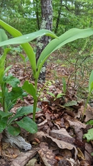 Convallaria pseudomajalis