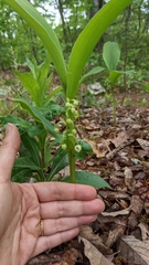Convallaria pseudomajalis