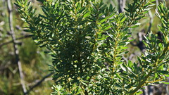 Cyclopia subternata subternata