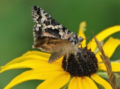 Syngrapha rectangula