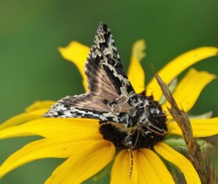 Syngrapha rectangula