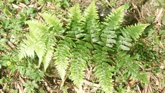 Diplazium viridissimum