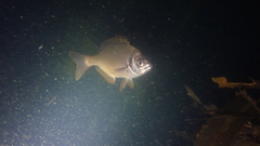 Boopsoidea inornata