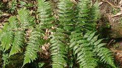 Diplazium viridissimum