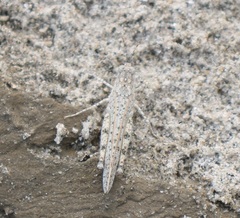 Pusana rugulosa