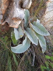 Hermas gigantea