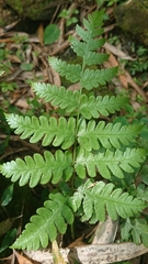 Diplazium viridissimum
