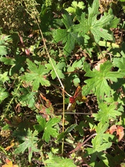Geranium ornithopodon