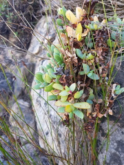 Oscularia caulescens