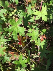 Geranium ornithopodon