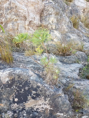 Hymenolepis crithmifolia