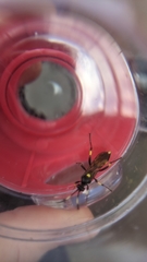 Ichneumon stramentor