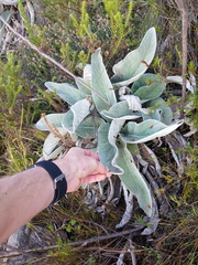 Hermas gigantea