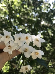 Styracaceae