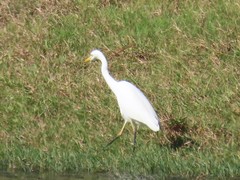 Ardea intermedia brachyrhyncha