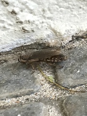 Nauphoeta cinerea