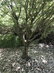 Styracaceae