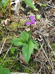 Primula fassettii
