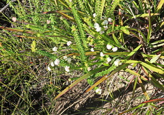 Phylica debilis debilis