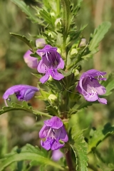 Dracocephalum moldavica