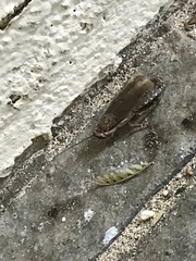 Nauphoeta cinerea