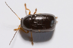 Cryptocephalus flavipes
