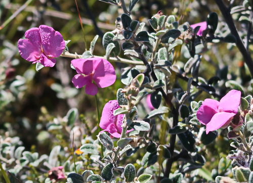 Image of Podalyria burchellii by no rights reserved