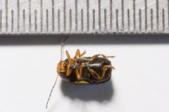 Cryptocephalus flavipes
