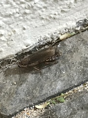 Nauphoeta cinerea