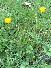 Ranunculus