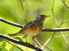 Turdus hortulorum