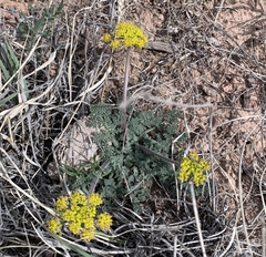 Lomatium foeniculaceum macdougalii