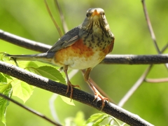 Turdus hortulorum