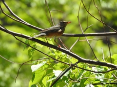 Turdus hortulorum