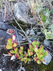 Erepsia forficata