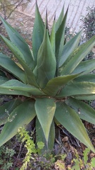 Agave gentryi