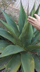 Agave gentryi