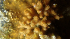 Gigantopora polymorpha