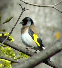 Carduelis carduelis