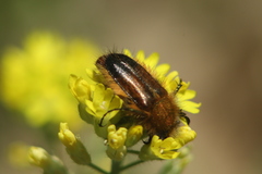 Pygopleurus
