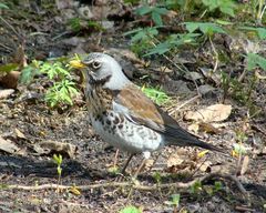 Turdus pilaris