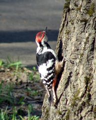 Dendrocopos leucotos