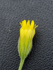 Pegolettia senegalensis image