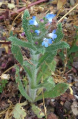 Anchusa arvensis arvensis