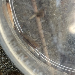 Bulychevia enigmatica