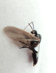 Hymenoptera