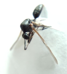 Hymenoptera