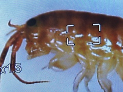 Bulychevia enigmatica