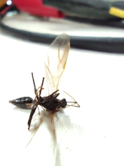 Hymenoptera